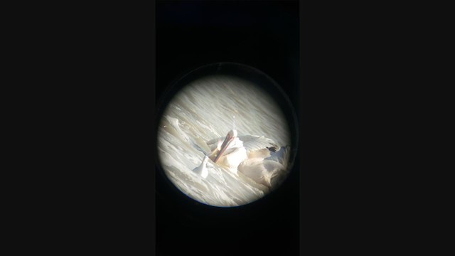 pelikán bílý - ML395571971