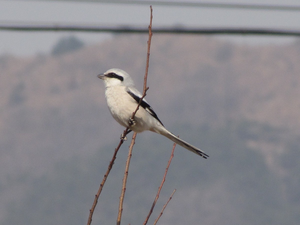 Chinese Gray Shrike - Dave Beeke