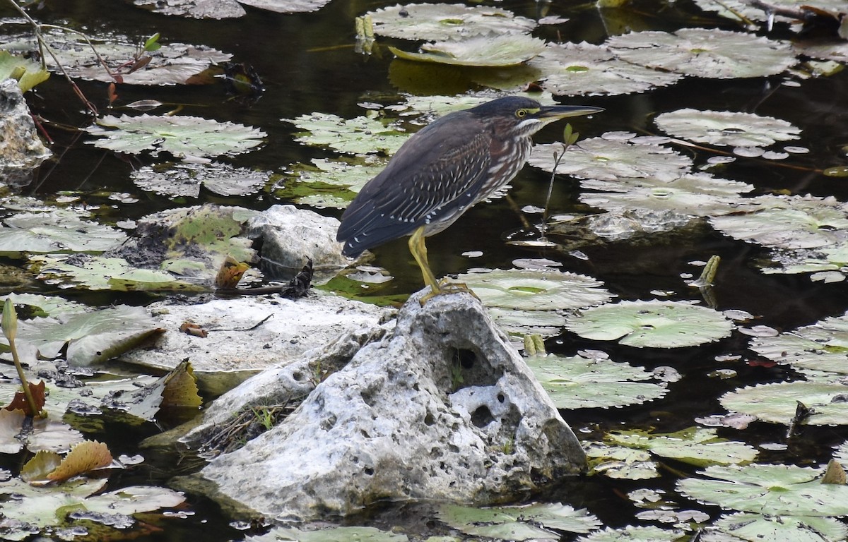 Green Heron - ML395572781