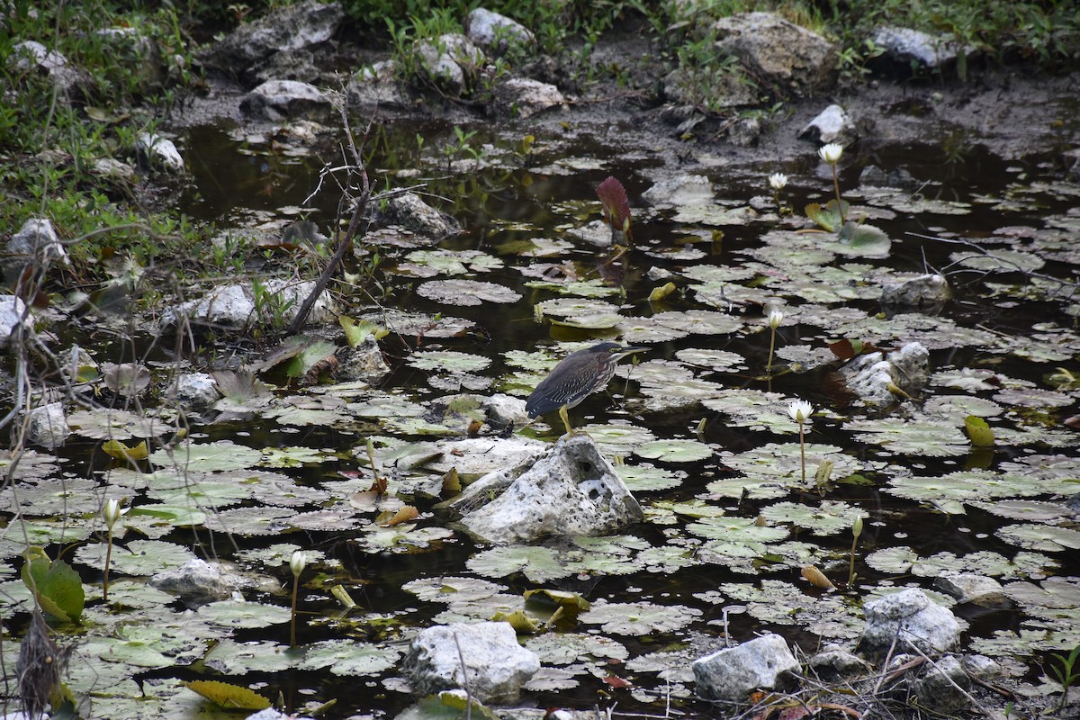 Green Heron - ML395572811