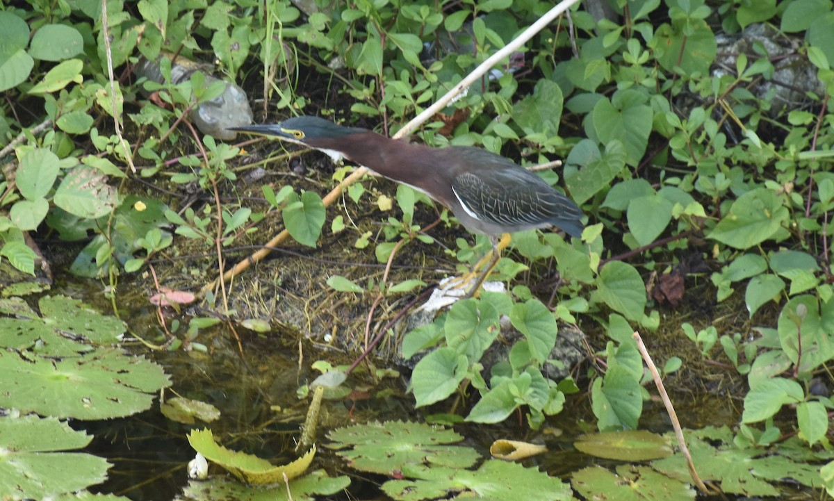 Green Heron - ML395573031