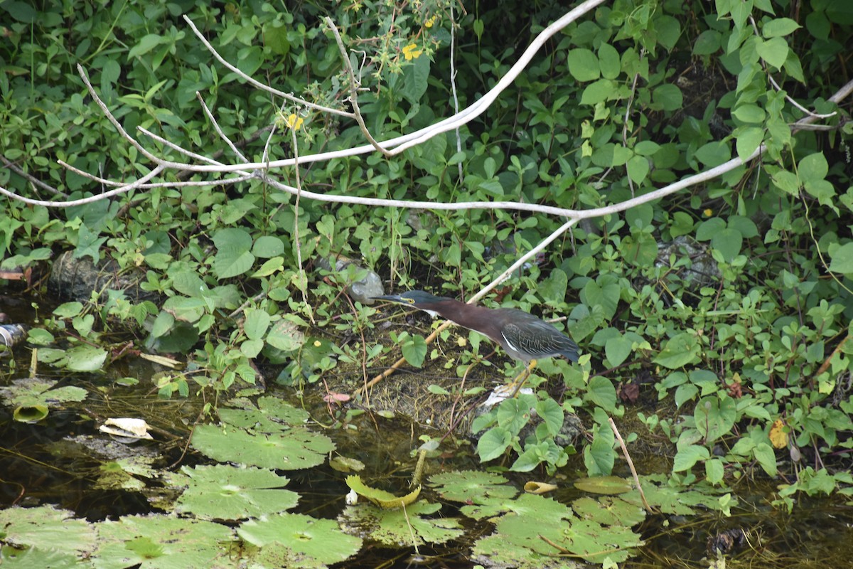 Green Heron - ML395573051