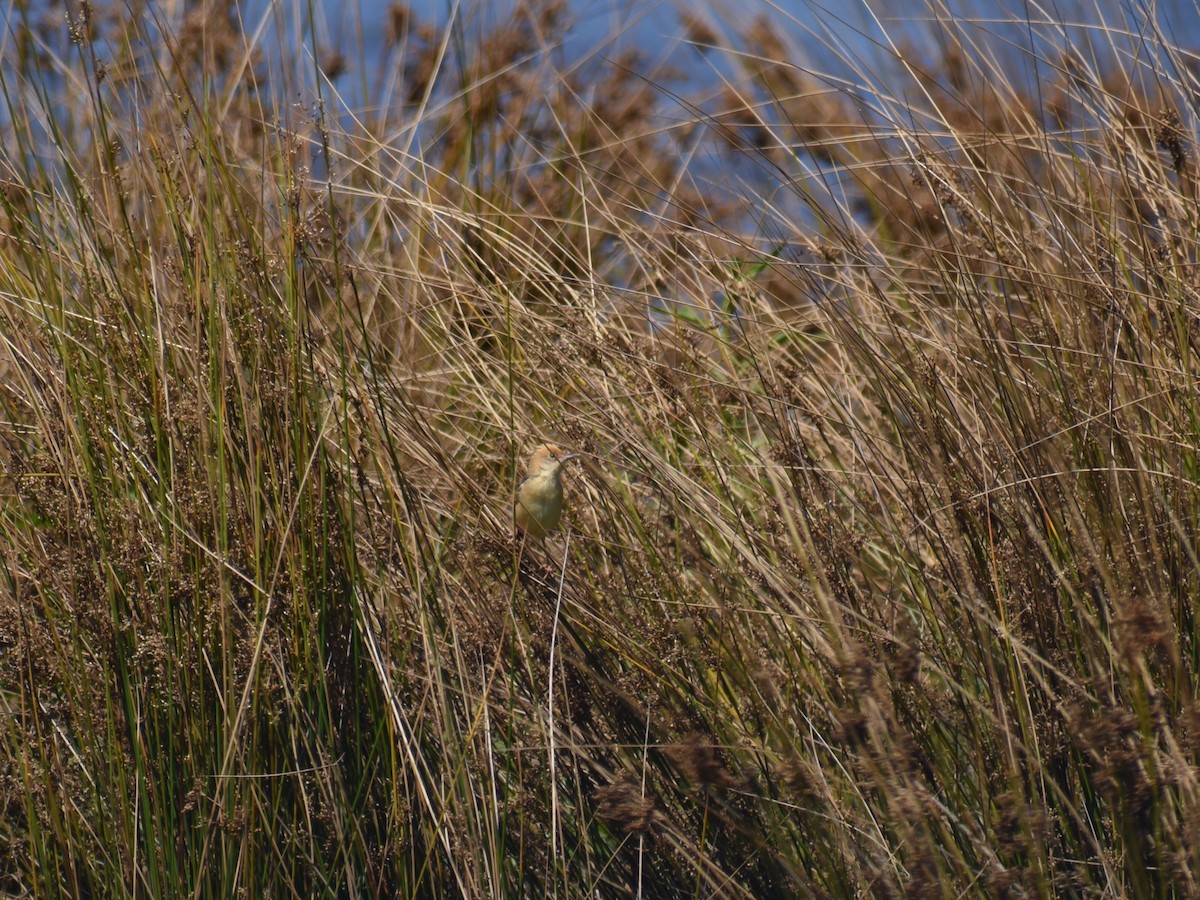 Cisticole à couronne dorée - ML395573991