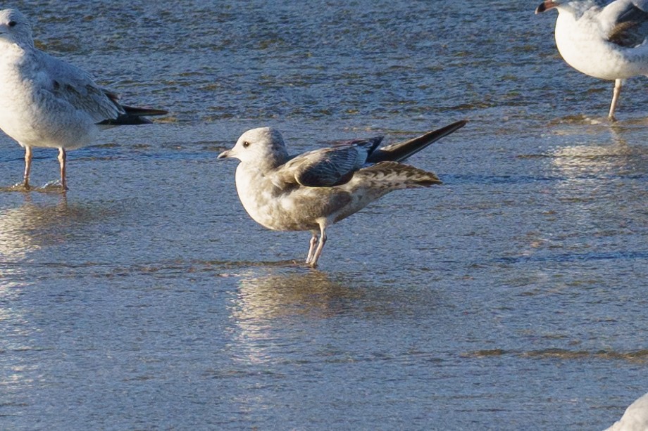 Short-billed Gull - ML395574341