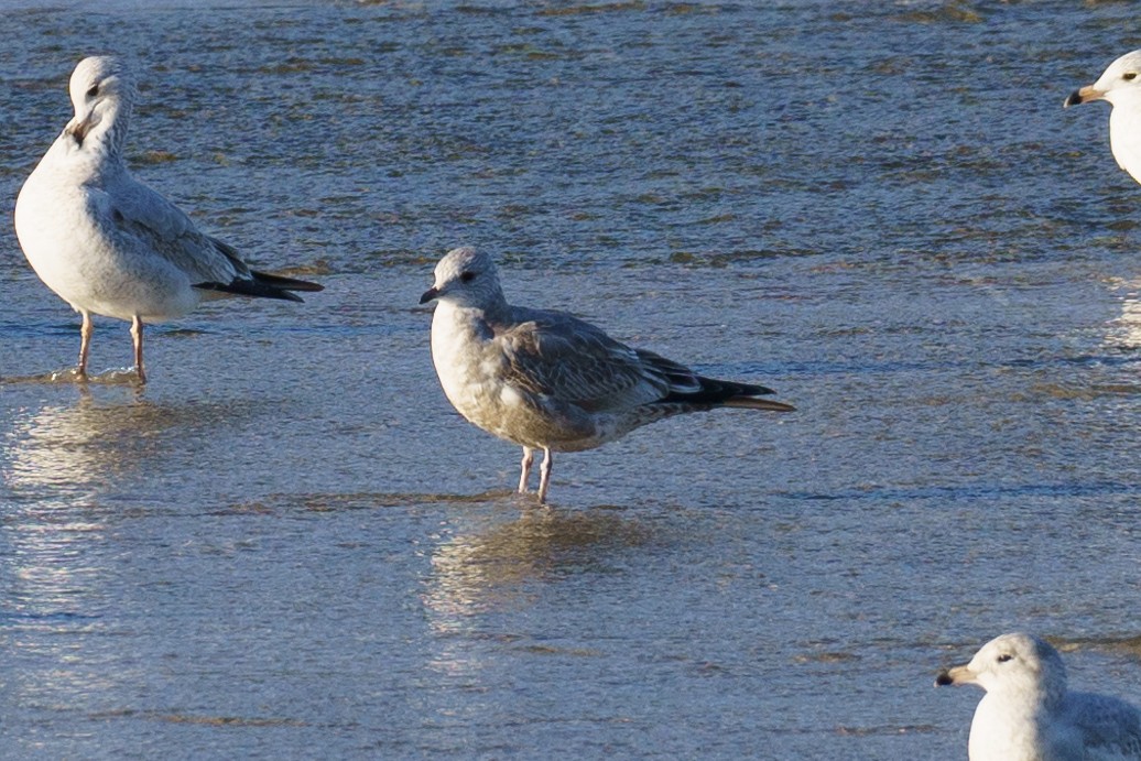 Short-billed Gull - ML395574391