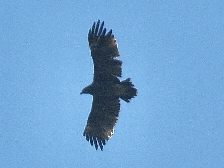 Greater Spotted Eagle - Hadi Nazarlou