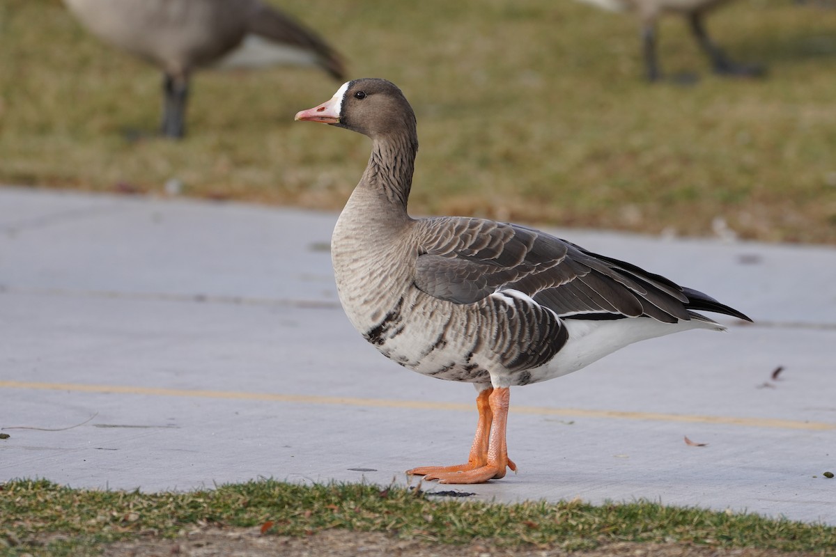 Greater White-fronted Goose - ML395576071