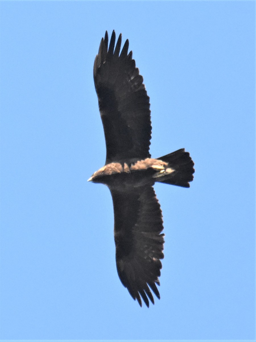 Steinadler - ML395576401