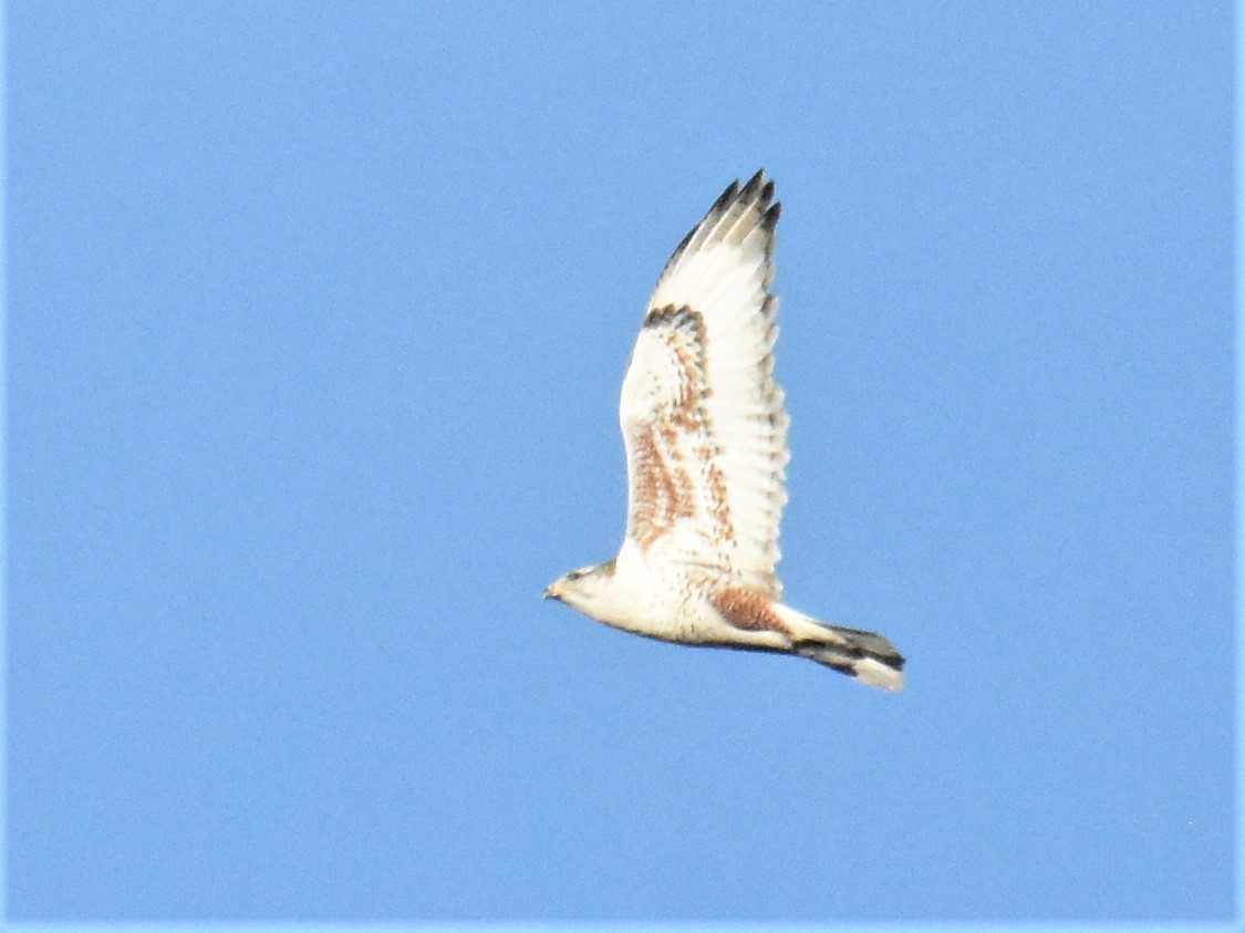 Königsbussard - ML395576411