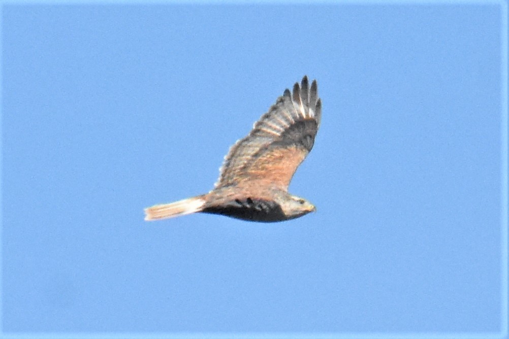 Königsbussard - ML395576421