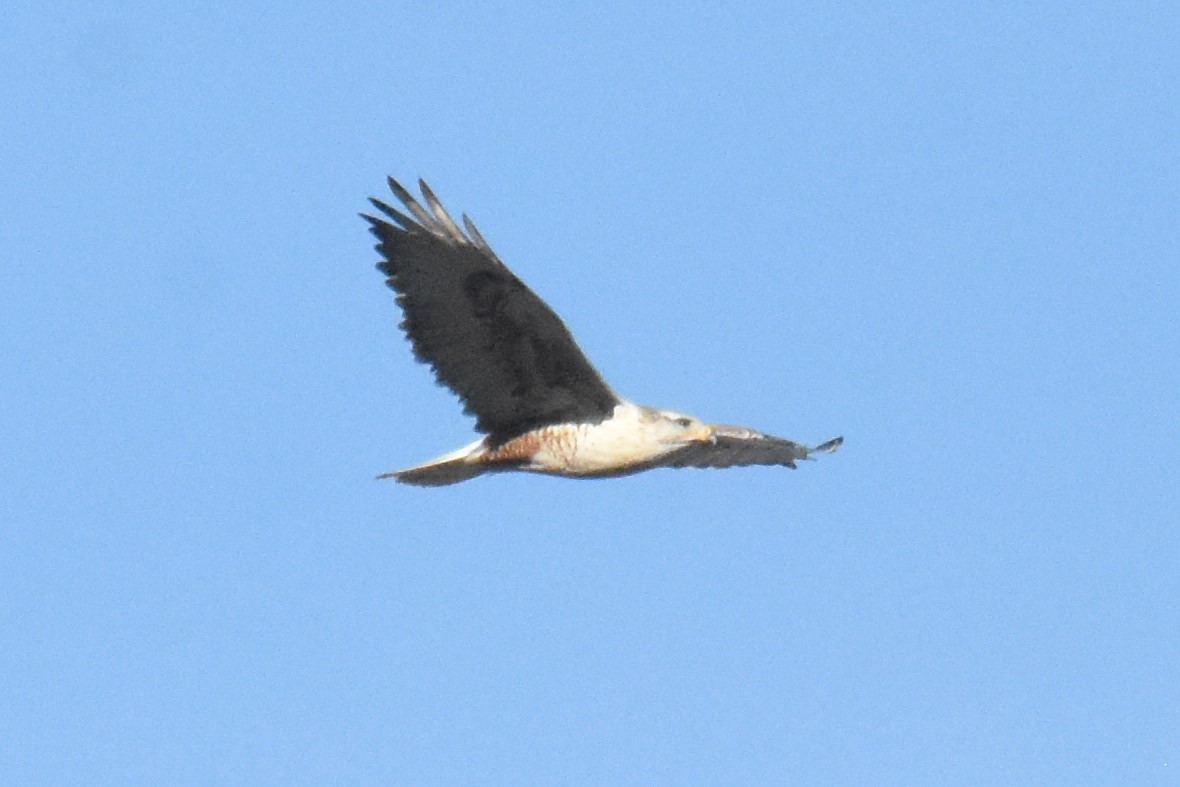 Königsbussard - ML395576451
