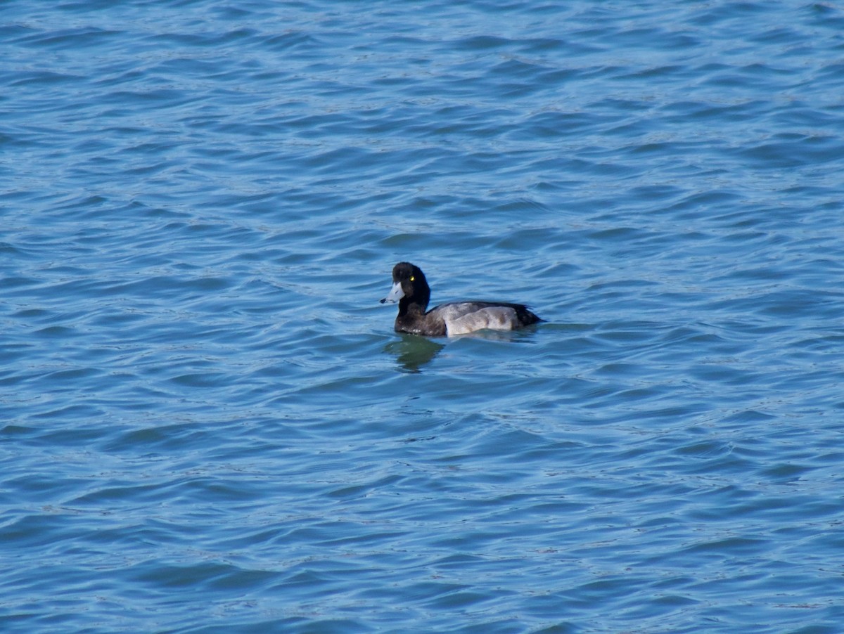 Greater Scaup - ML395578241