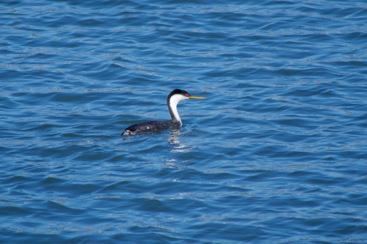 Western Grebe - ML395578261