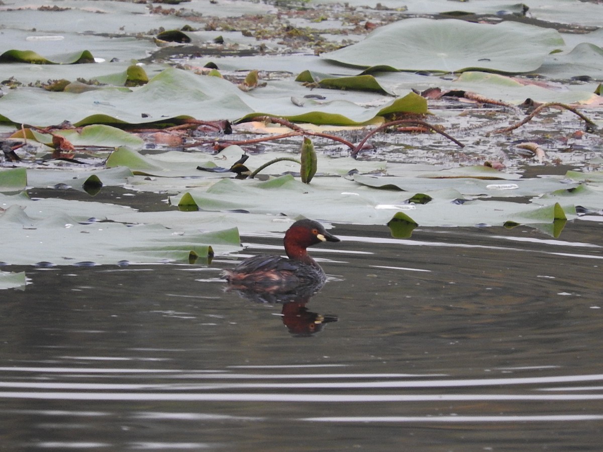 Little Grebe - namassivayan lakshmanan