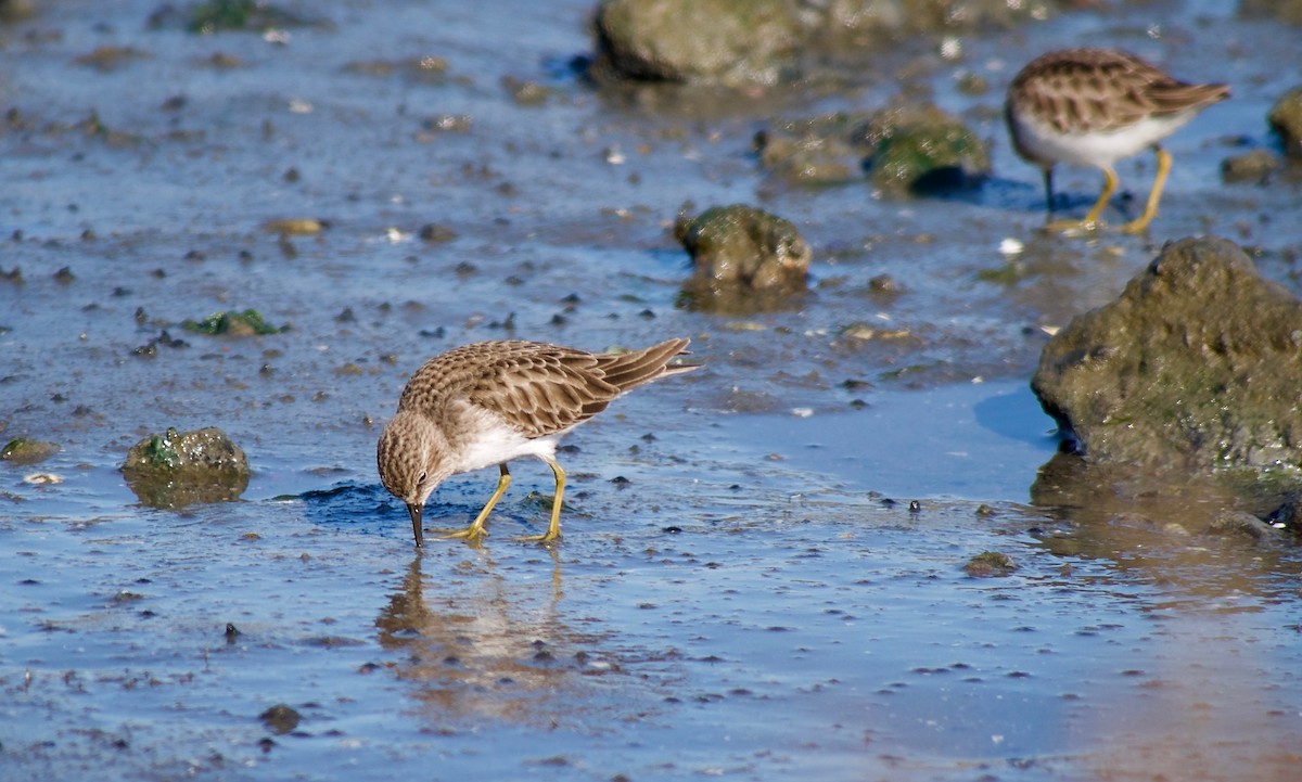 Least Sandpiper - ML395578311