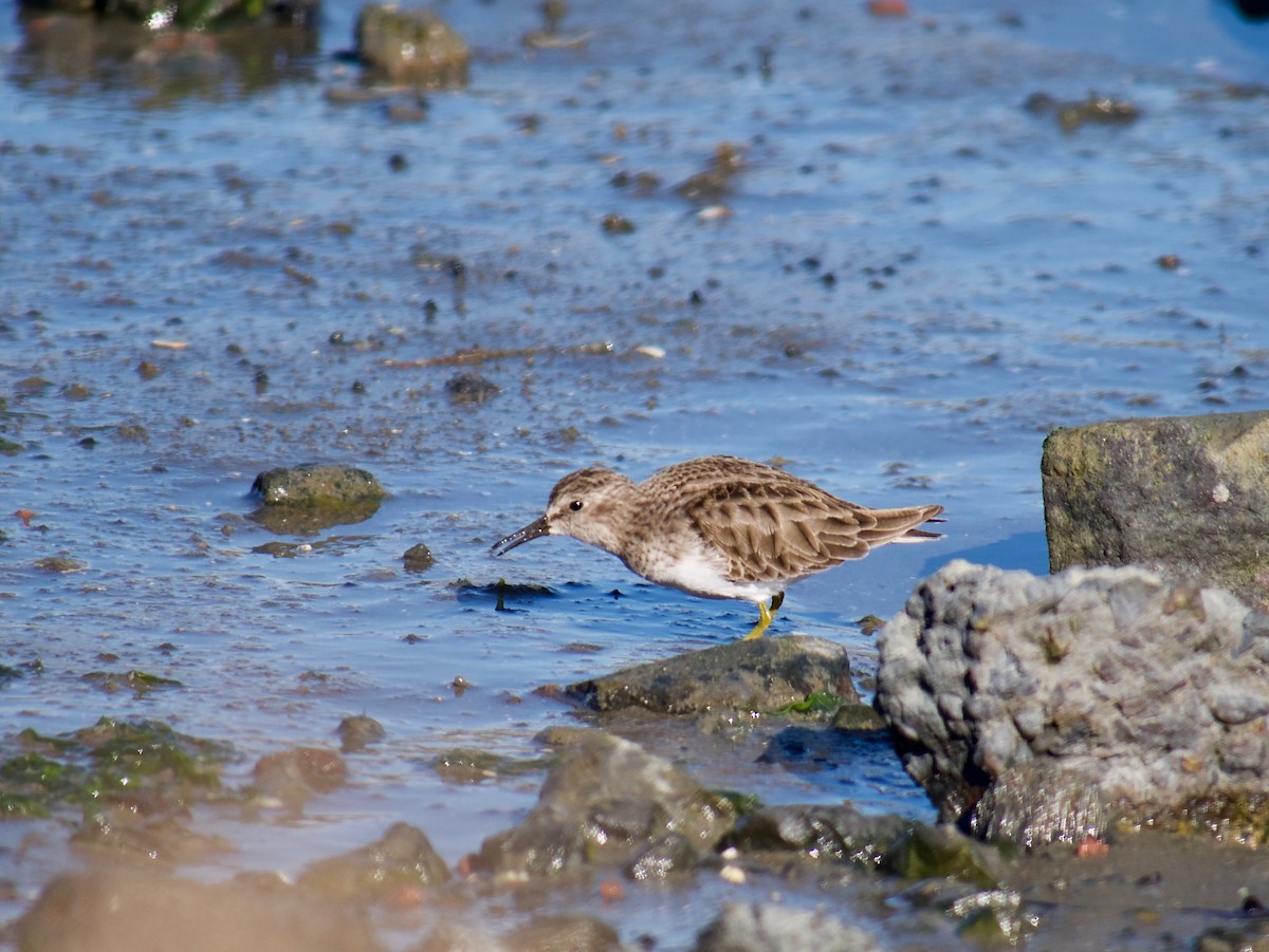 Least Sandpiper - ML395578381