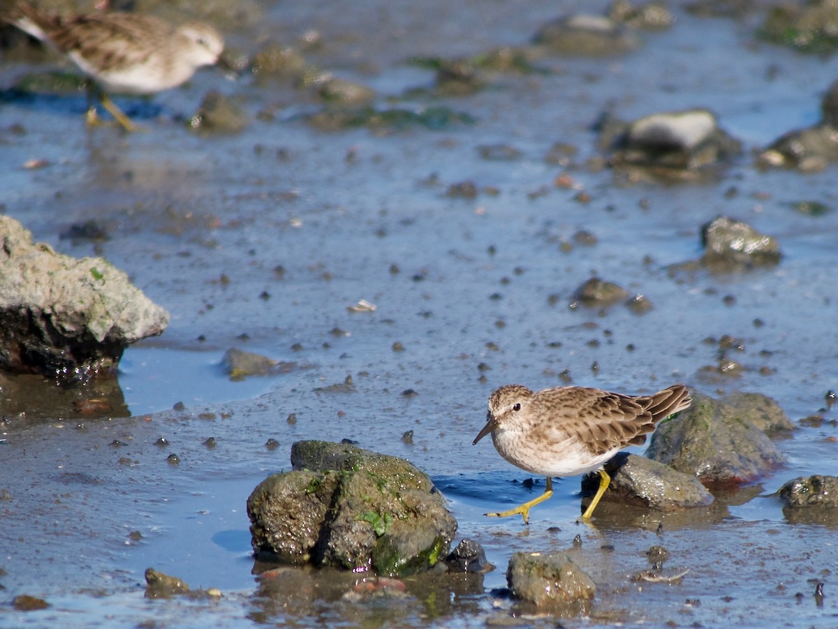 Least Sandpiper - ML395578391