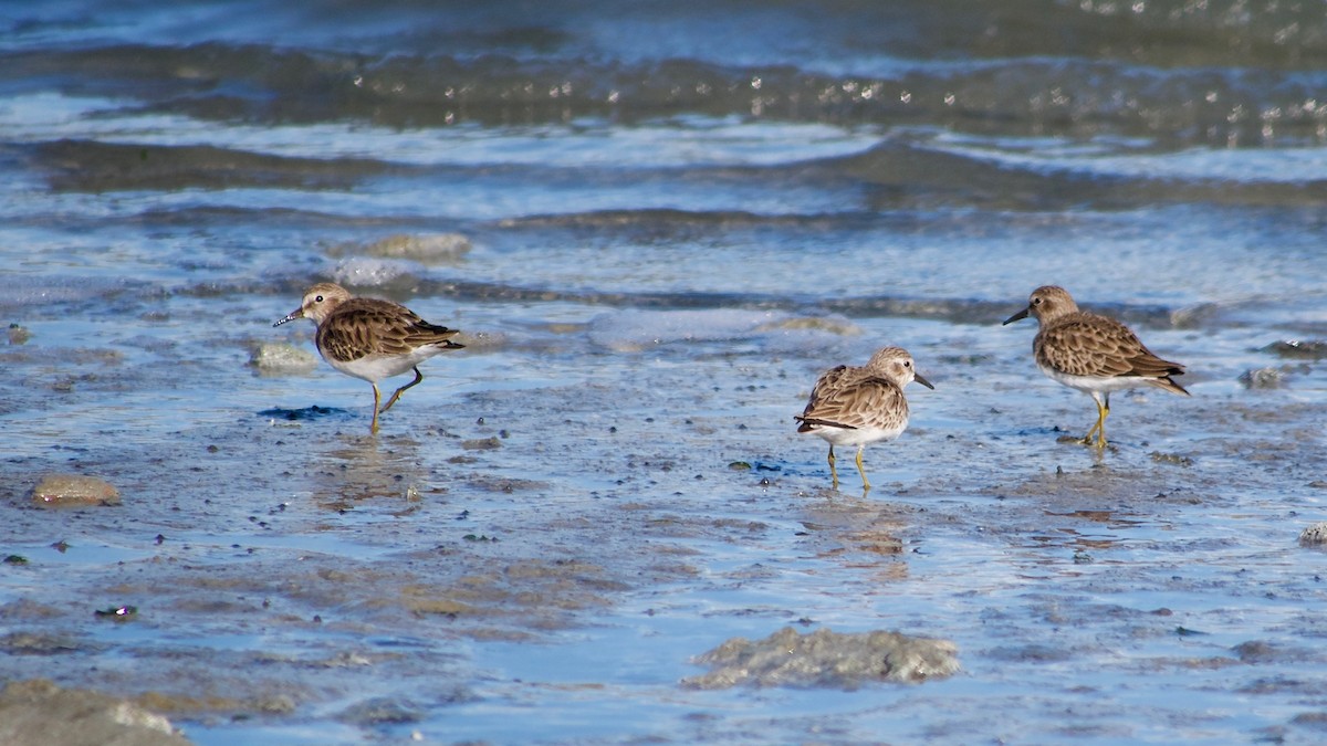 Least Sandpiper - ML395578421