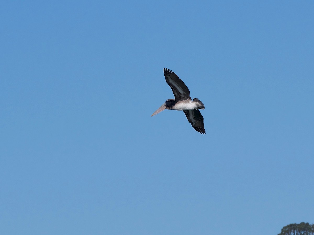 Brown Pelican - ML395578451