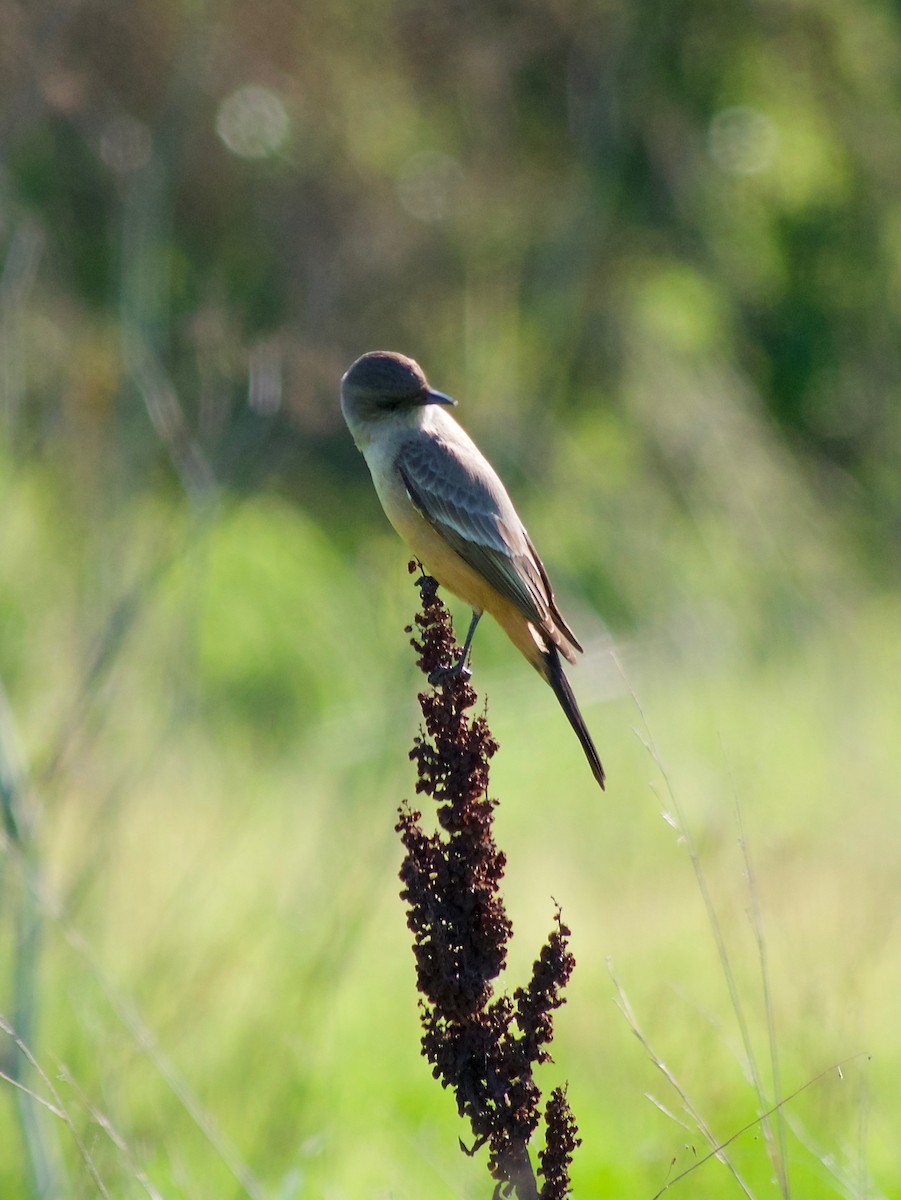 Say's Phoebe - ML395578501