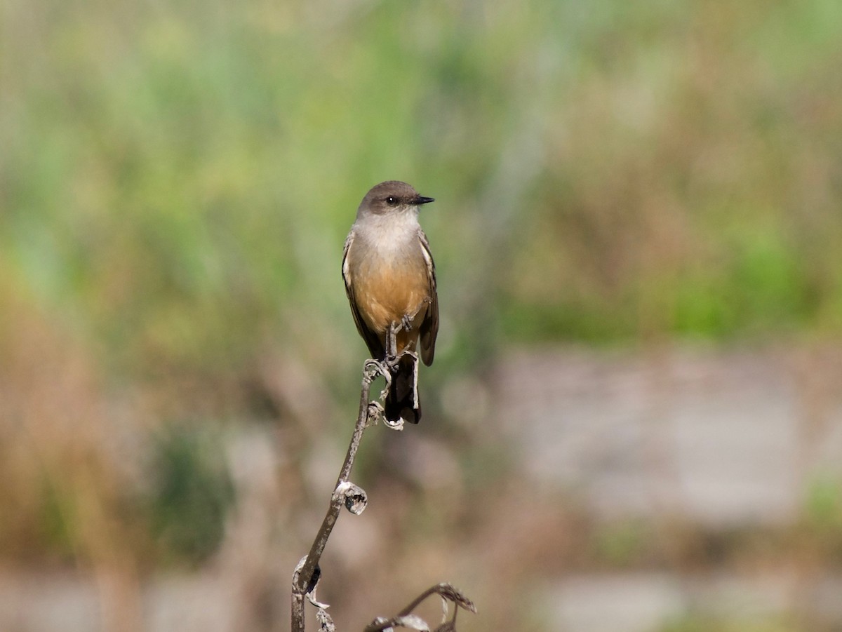 Say's Phoebe - ML395578541