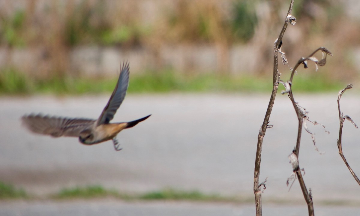 Say's Phoebe - ML395578611