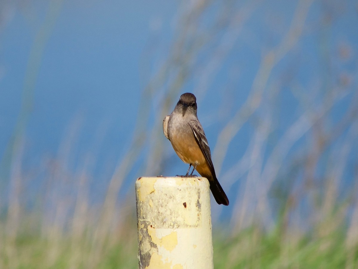 Say's Phoebe - ML395578671