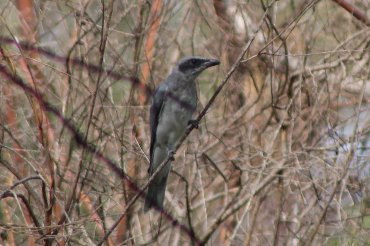 Black-faced Cuckooshrike - Leonie Beaulieu