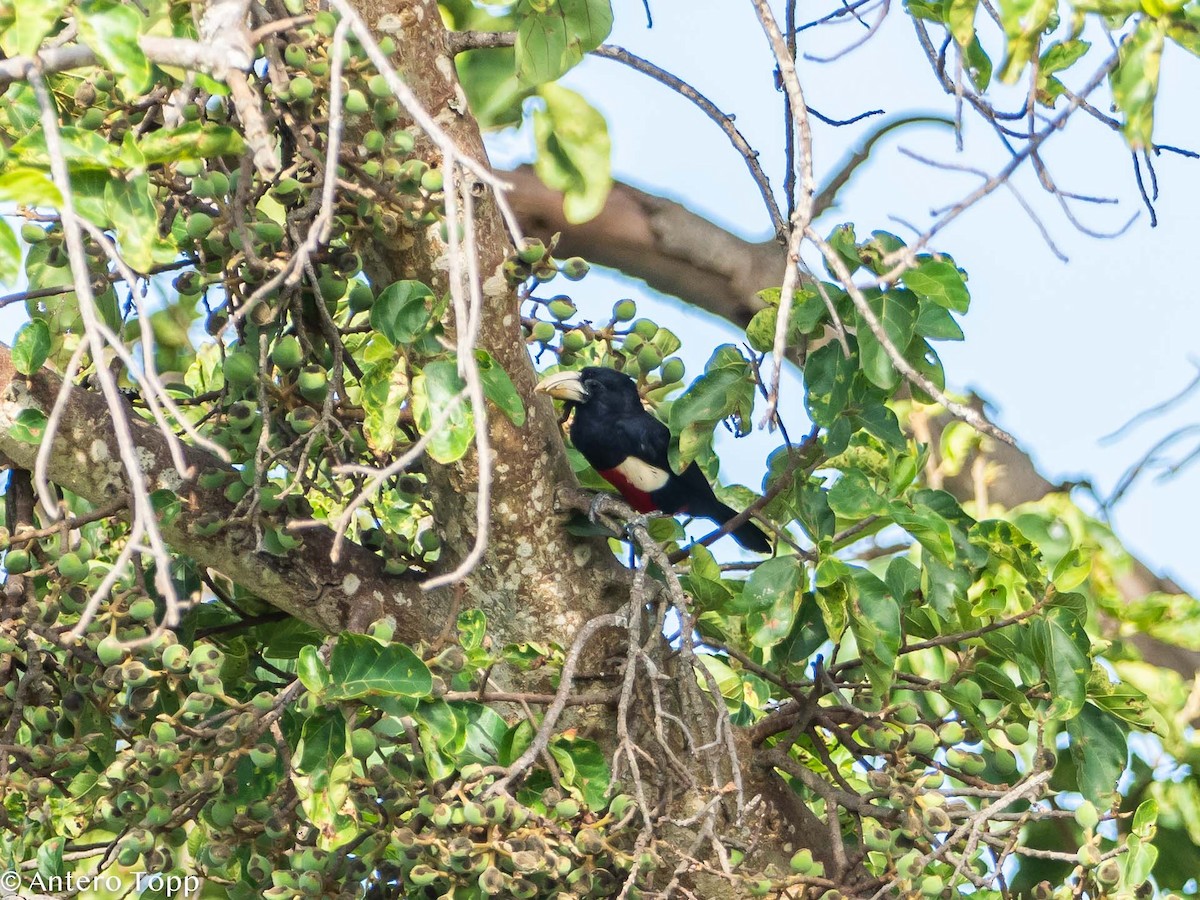 Black-breasted Barbet - ML395580581