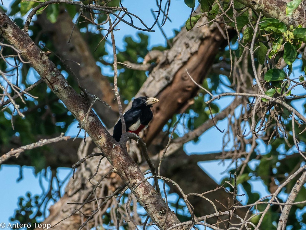 Black-breasted Barbet - Antero Topp