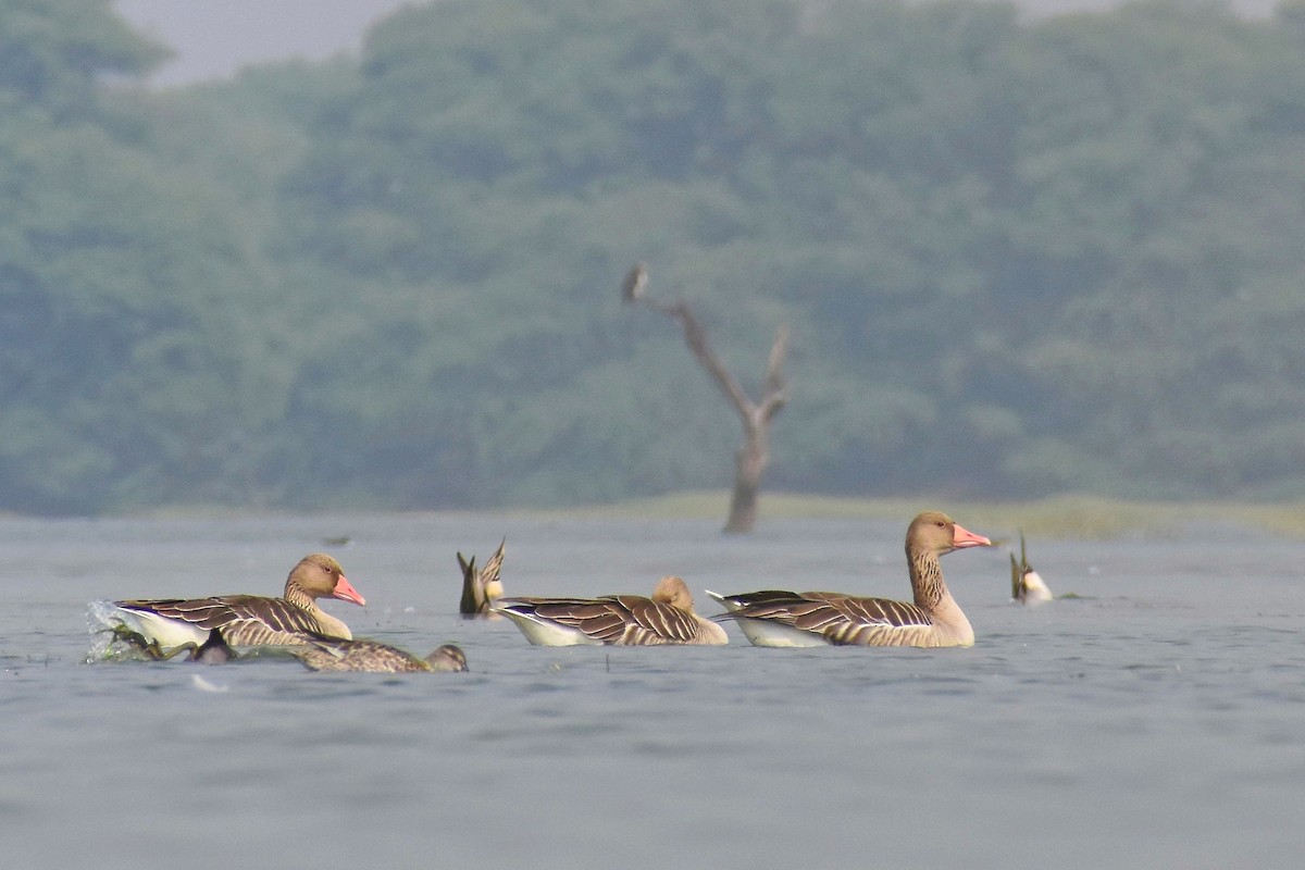 Graylag Goose - ML395580771