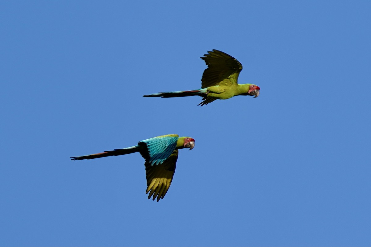 Great Green Macaw - ML395581041