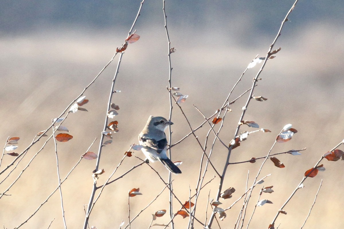 Northern Shrike - ML395581221