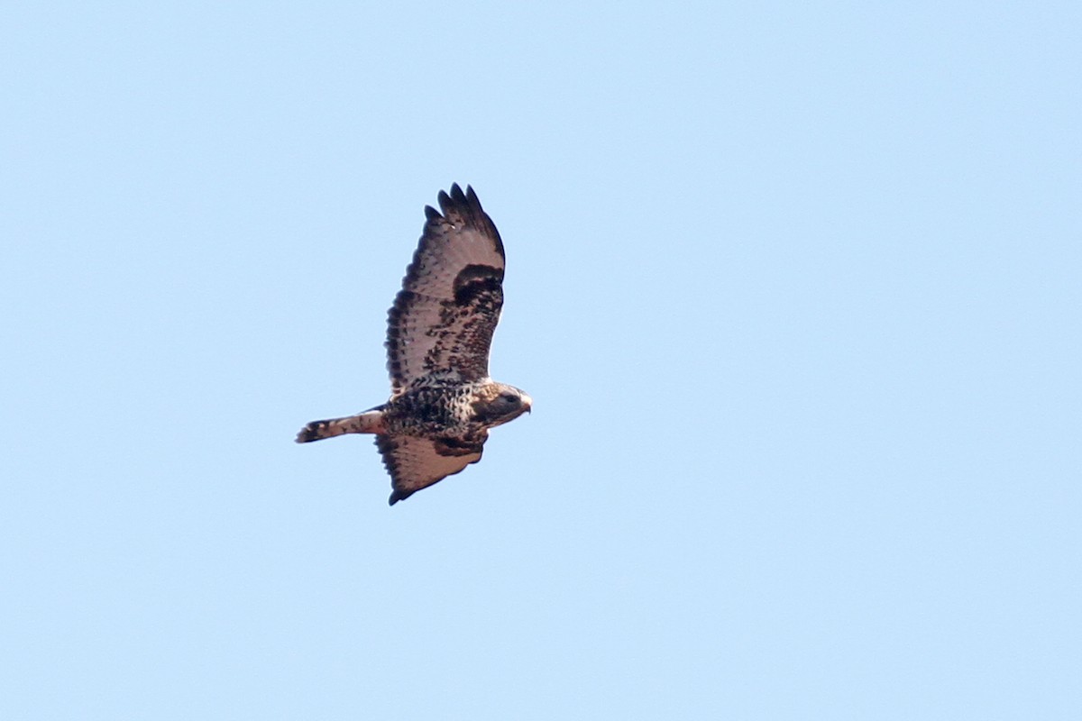 Rough-legged Hawk - ML395581231