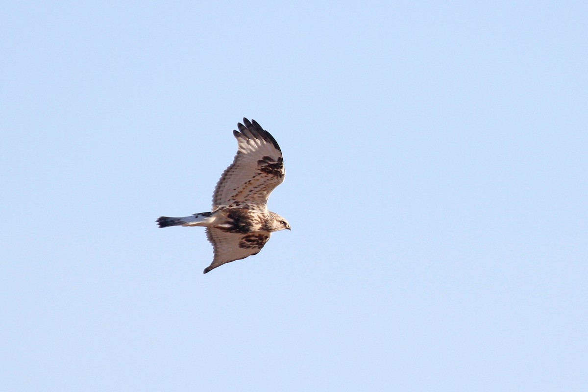 Rough-legged Hawk - Geoffrey A. Williamson