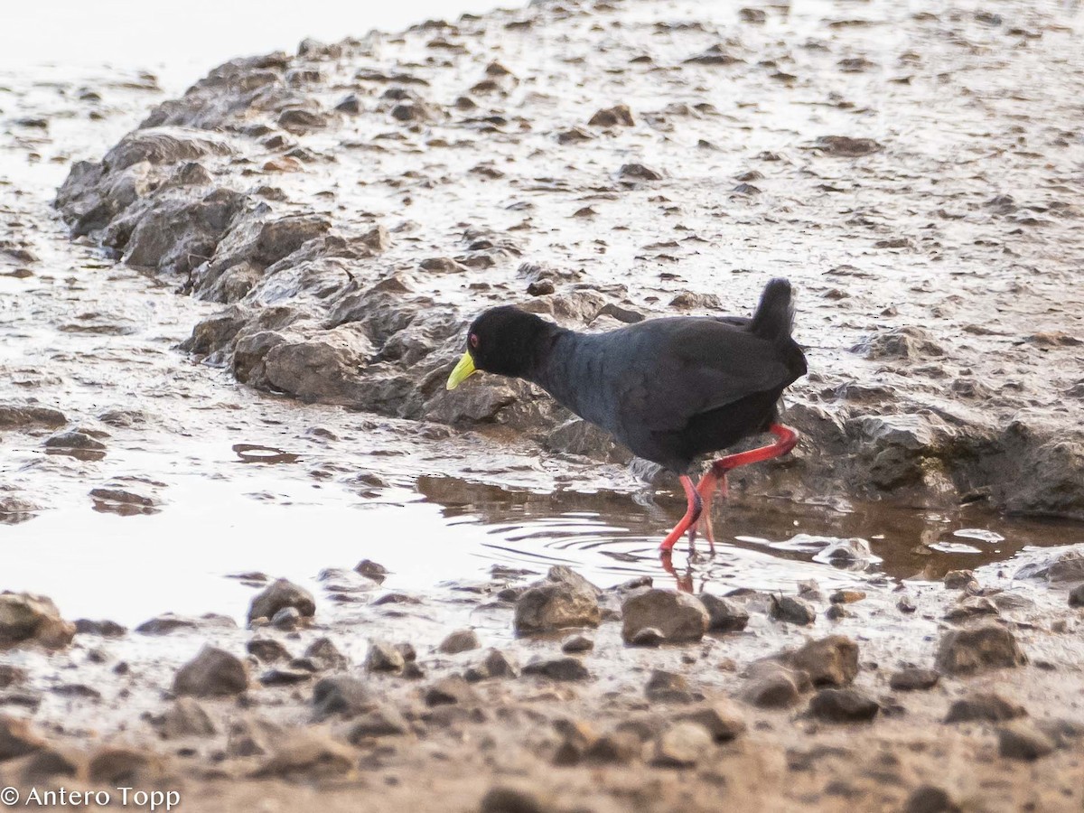 Polluela Negra Africana - ML395581271