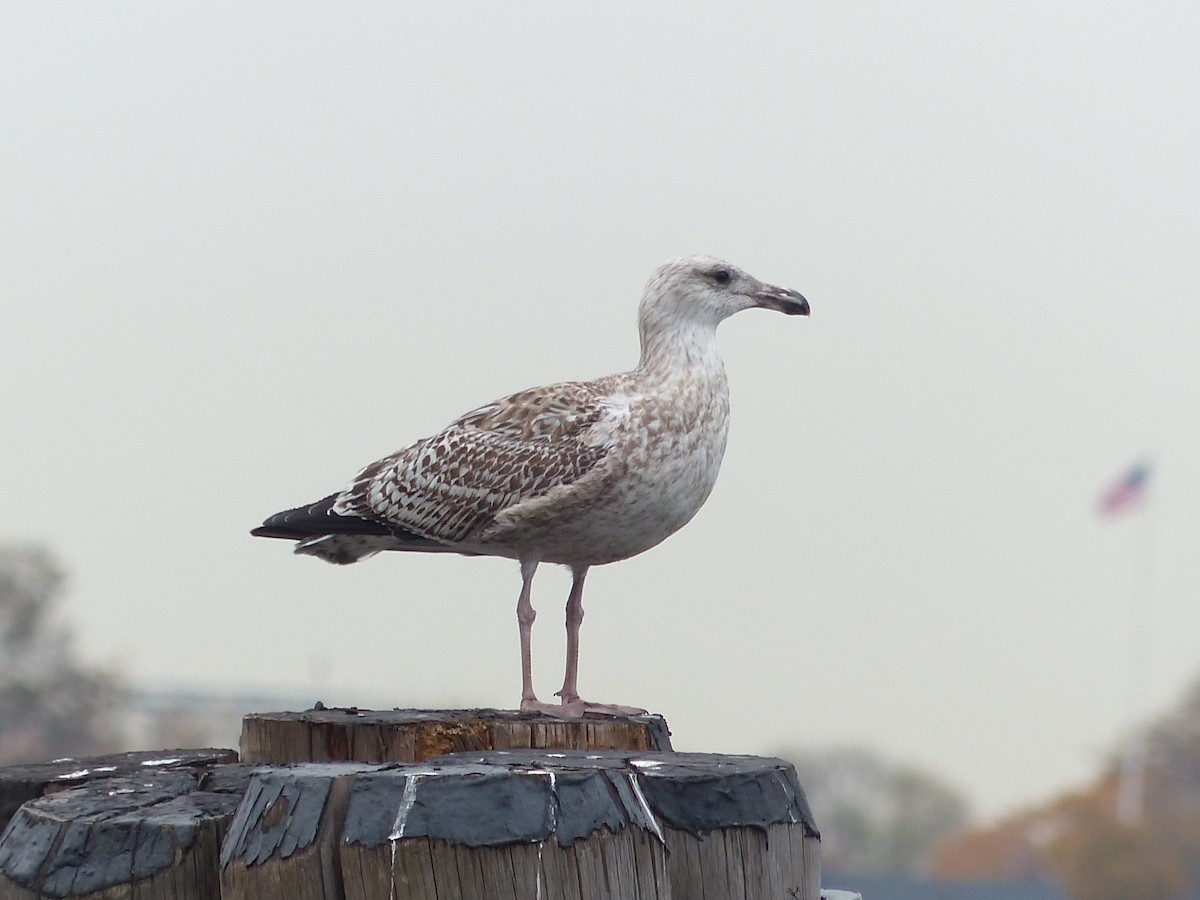 Great Black-backed Gull - ML39558161