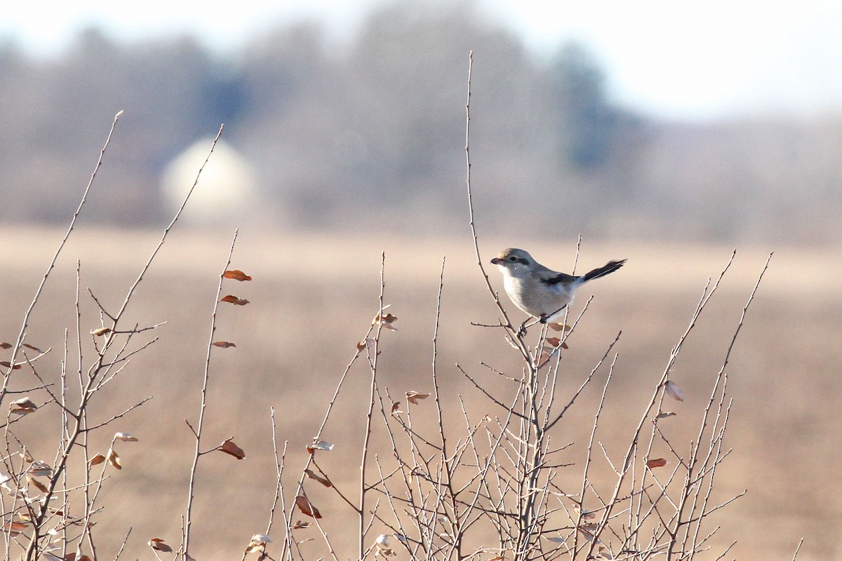 Northern Shrike - ML395581651