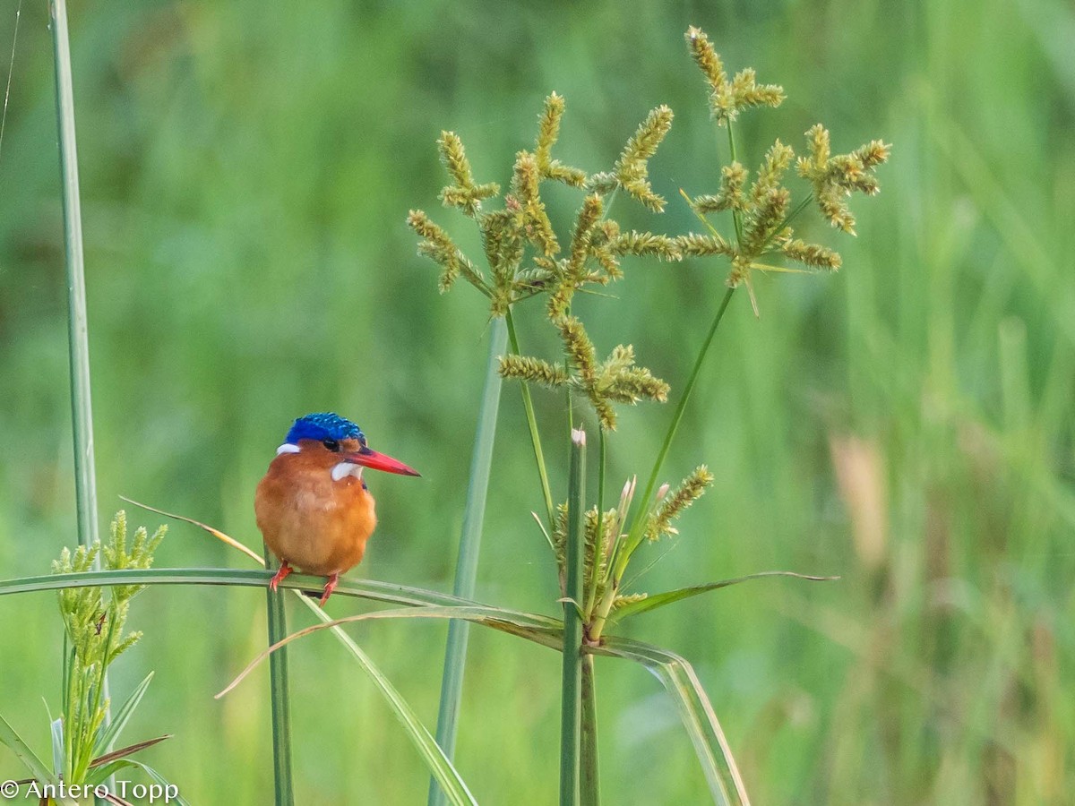 Malachite Kingfisher - ML395581761