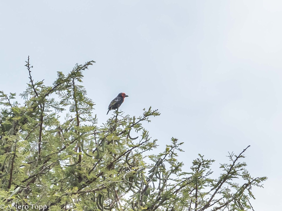 Barbudo Piquinegro - ML395581771