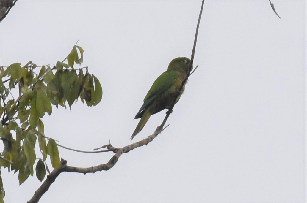 Olive-throated Parakeet (Aztec) - ML395583171