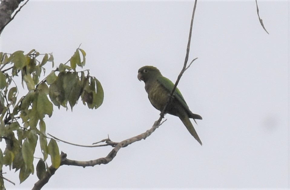 Olive-throated Parakeet (Aztec) - ML395583181