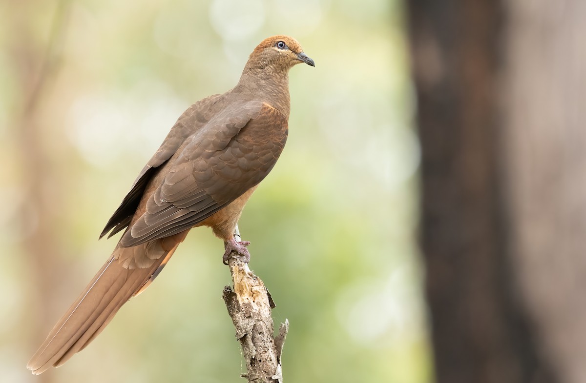 Brown Cuckoo-Dove - ML395583421