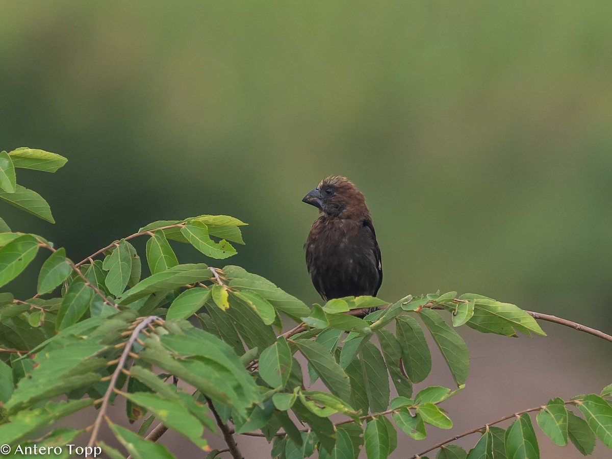 Grosbeak Weaver - Antero Topp