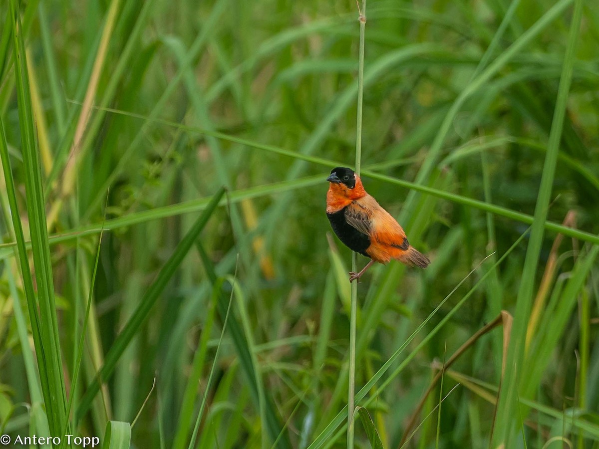 Northern Red Bishop - Antero Topp