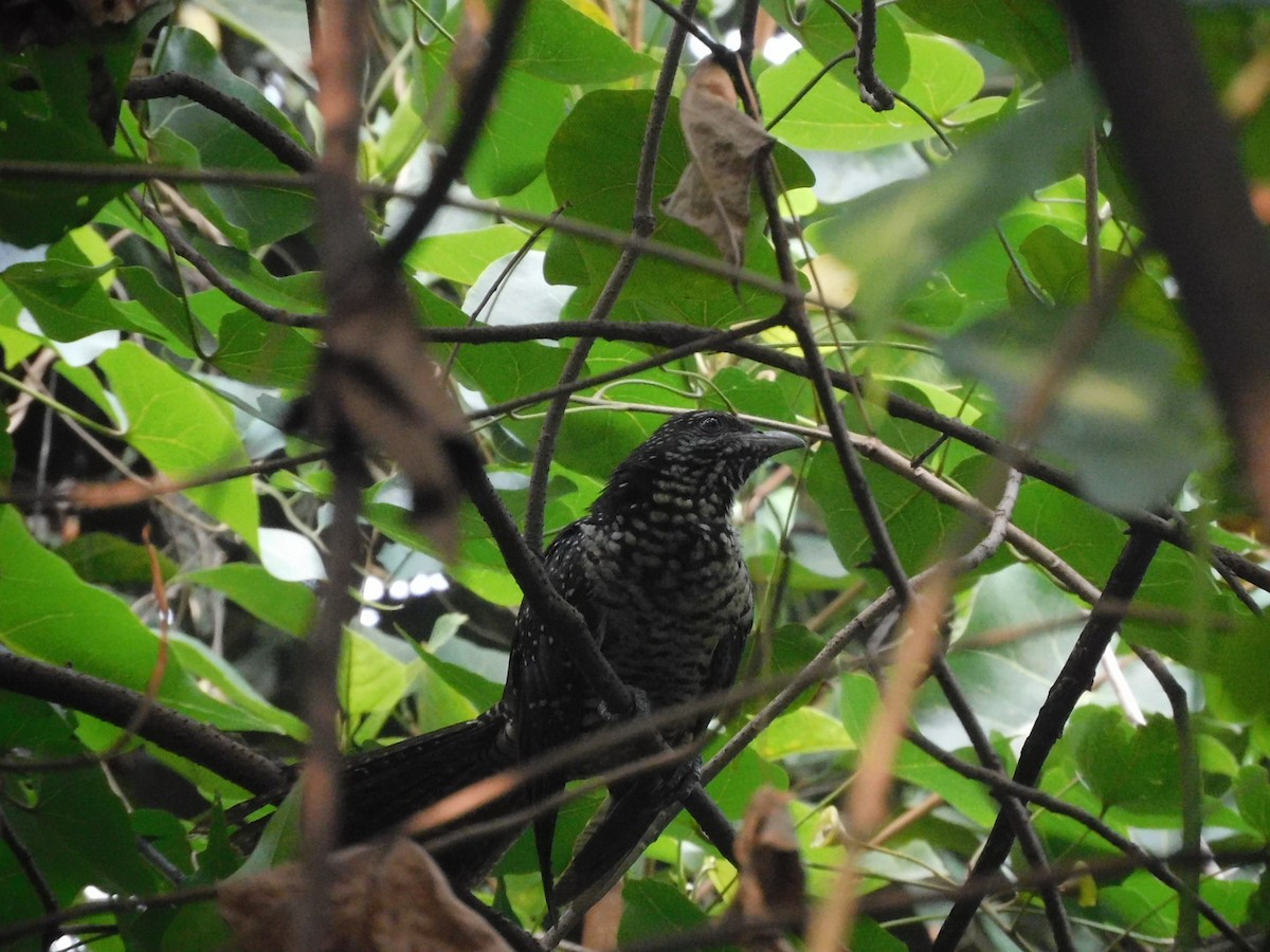 Asian Koel - ML395584951