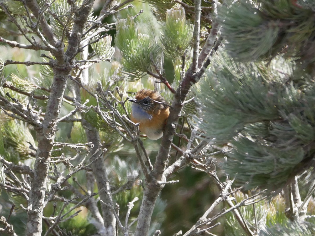 Southern Emuwren - Keith Morris