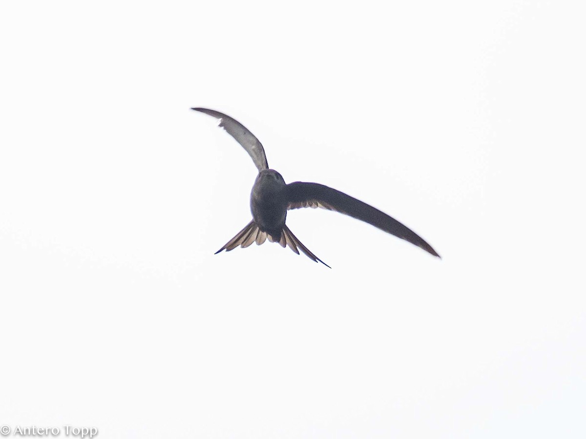 African Palm Swift - ML395587721