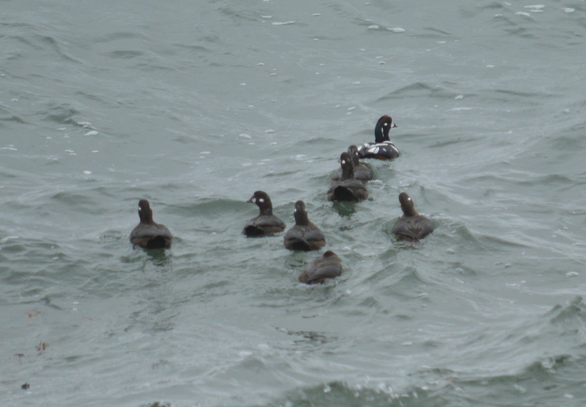 Harlequin Duck - ML39558871