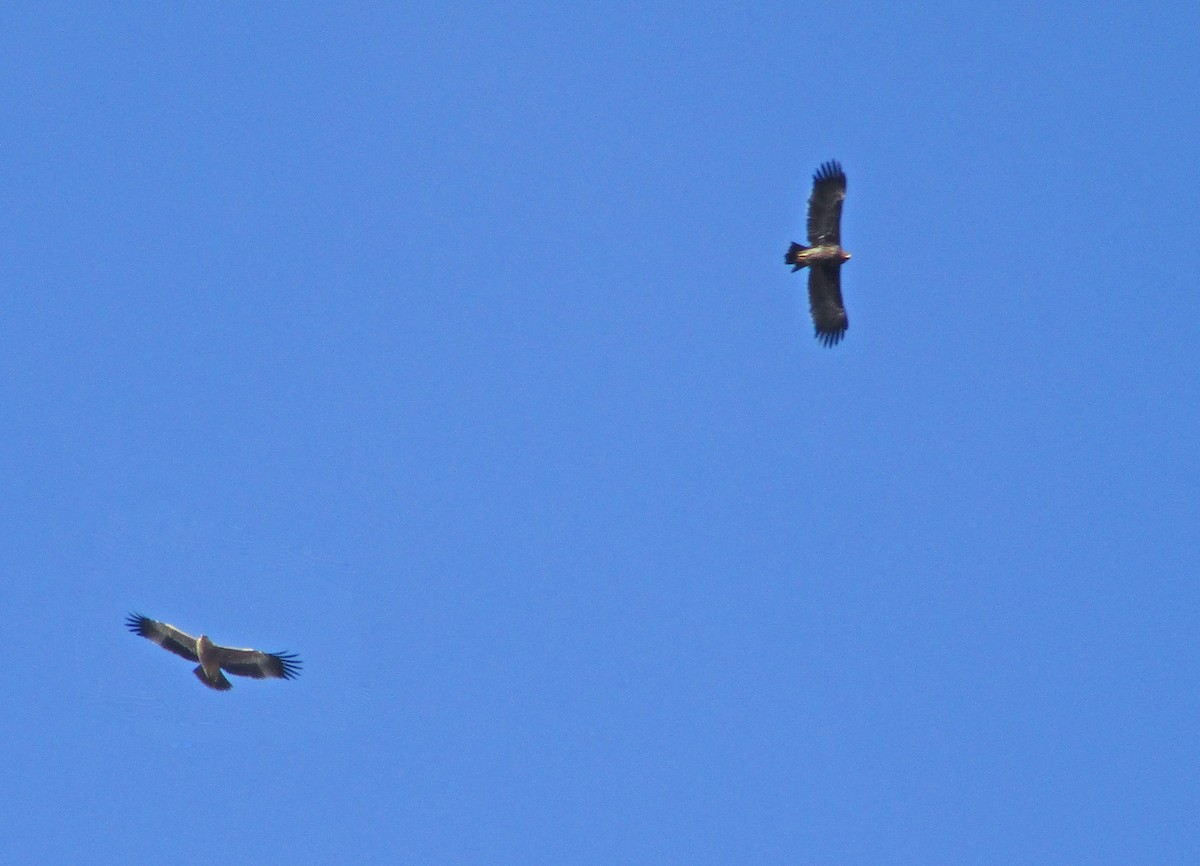 Greater Spotted Eagle - ML395588811